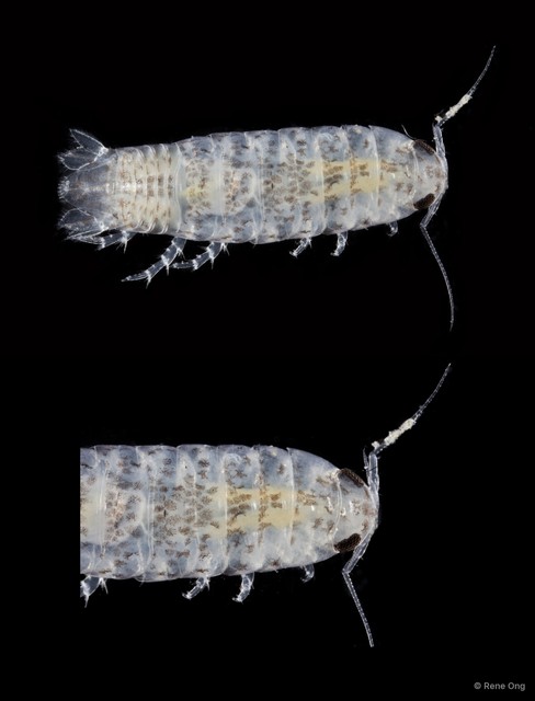 Cymothooidea sp. "22"•&copy; Rene Ong•All Rights Reserved
