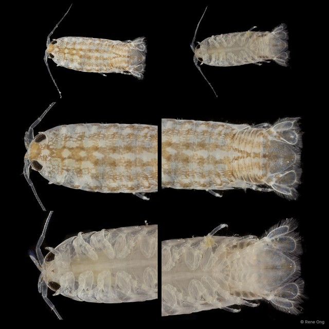 Cymothooidea sp. "26"•&copy; Rene Ong•All Rights Reserved