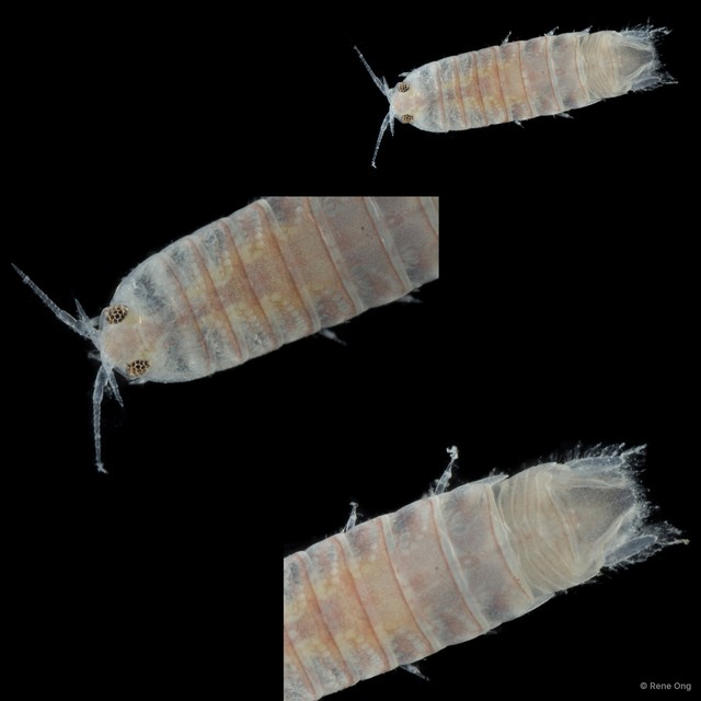 Cymothooidea sp. "28"•&copy; Rene Ong•All Rights Reserved