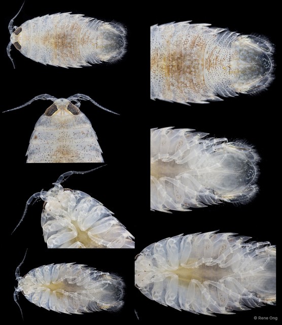 Cymothooidea sp. "39"•&copy; Rene Ong•All Rights Reserved