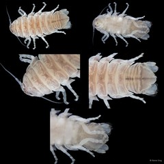 Cymothooidea sp. "41"