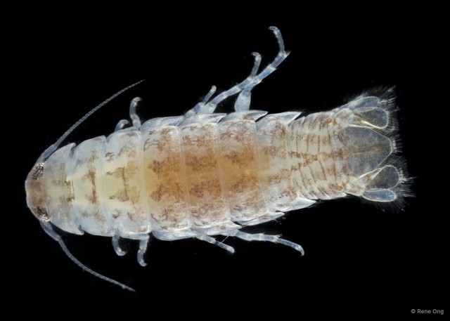 Cymothooidea sp. "42"•&copy; Rene Ong•All Rights Reserved