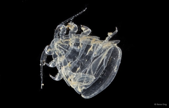 Cymothooidea sp. "45"•&copy; Rene Ong•All Rights Reserved