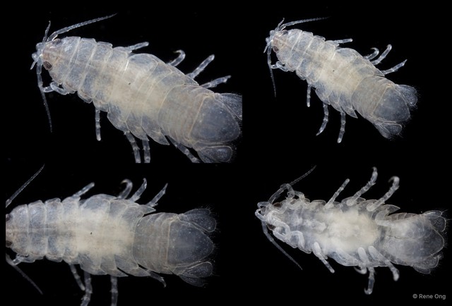 Cymothooidea sp. "47"•&copy; Rene Ong•All Rights Reserved
