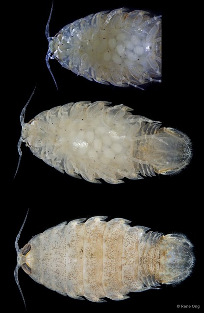 Cymothooidea sp. "48"•&copy; Rene Ong•All Rights Reserved