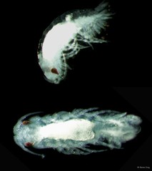 Cymothooidea sp. "6"