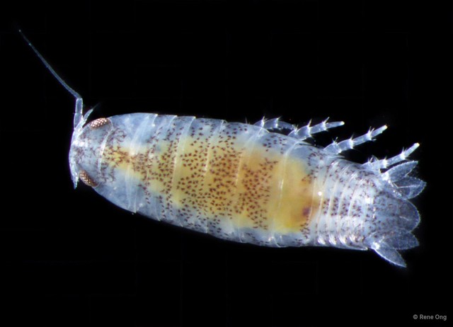 Cymothooidea sp. "7"•&copy; Rene Ong•All Rights Reserved