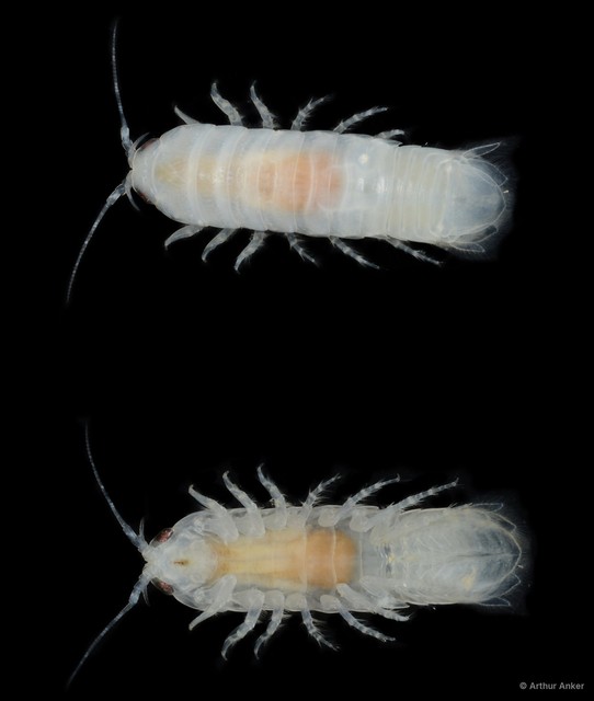 Cymothooidea sp. "8"•&copy; Arthur Anker•All Rights Reserved