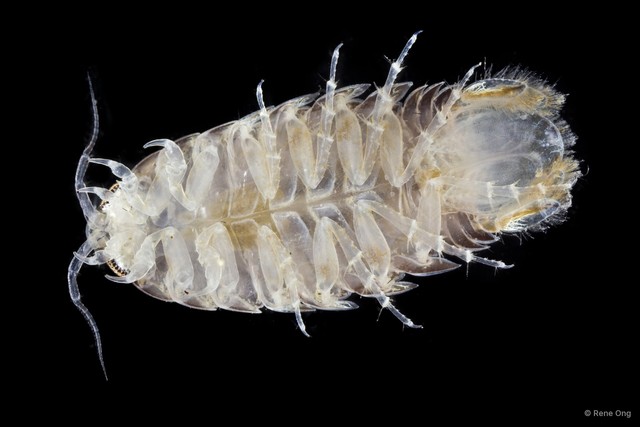 Cymothooidea sp. "9"•&copy; Rene Ong•All Rights Reserved