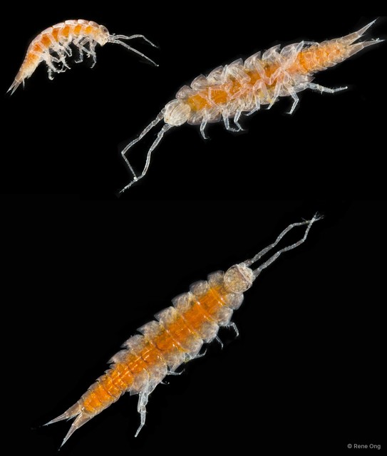 Oniscidea sp. "f9edcc05"•&copy; Rene Ong•All Rights Reserved