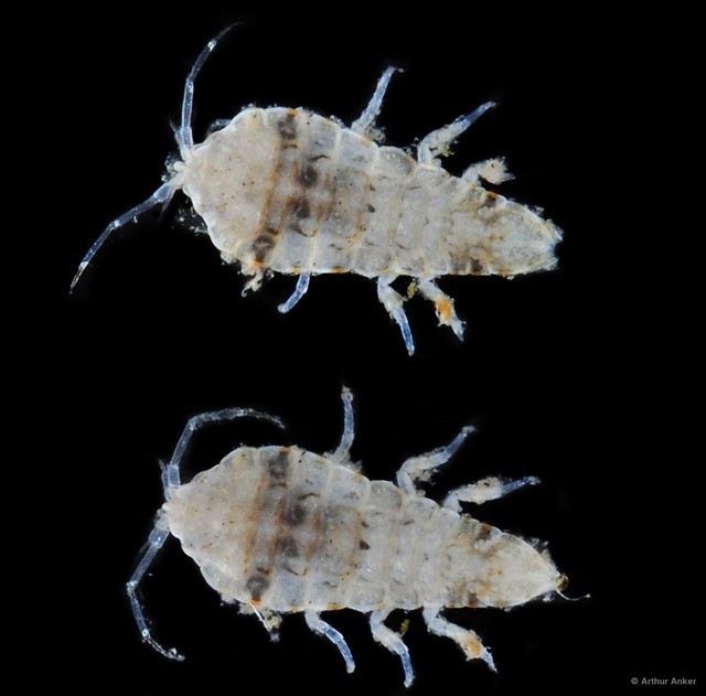 Isopoda sp. "Isopod 1"•&copy; Arthur Anker•All Rights Reserved