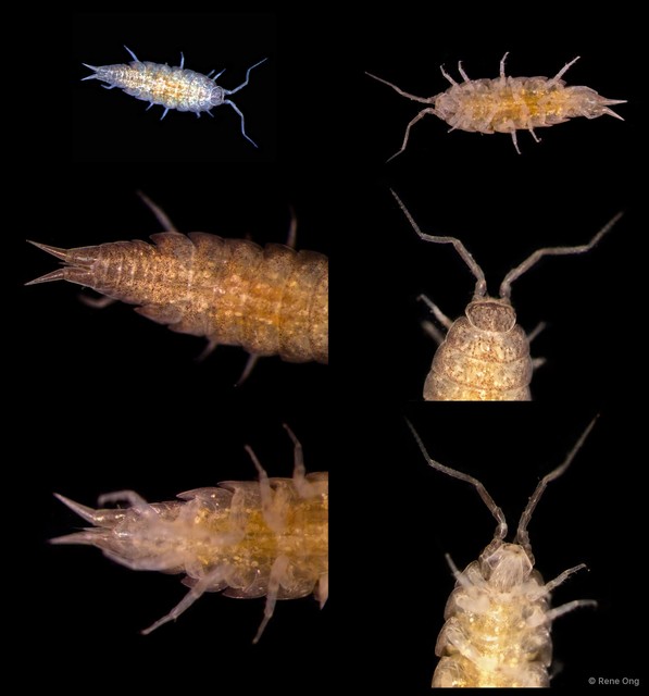 Isopoda sp. "Isopod 2"•&copy; Rene Ong•All Rights Reserved