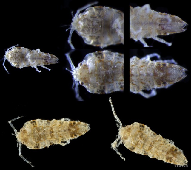 Isopoda sp. "Isopod 4"•&copy; Rene Ong•All Rights Reserved