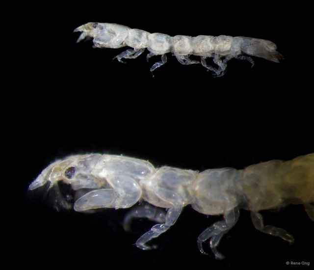 Anthuridae sp. "1"•&copy; Rene Ong•All Rights Reserved