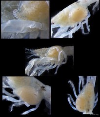 Bopyridae sp. "3"•&copy; Rene Ong•All Rights Reserved