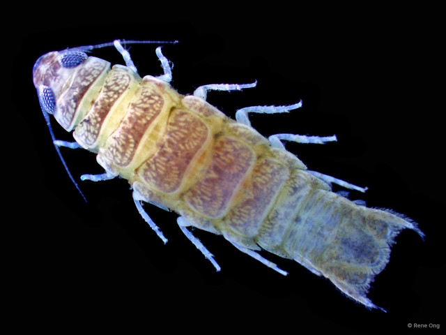 Corallana sp. "9ad0b109"•&copy; Rene Ong•All Rights Reserved