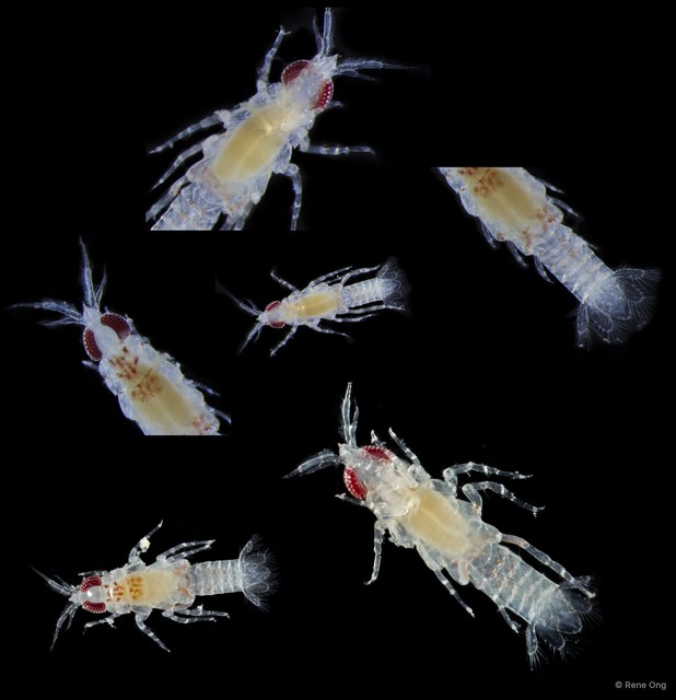 Gnathiidae sp. "7251c68e"•&copy; Rene Ong•All Rights Reserved