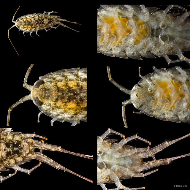 Ligia sp. "1"•&copy; Rene Ong•All Rights Reserved