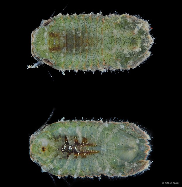 Sphaeromatidae sp. "13"•&copy; Arthur Anker•All Rights Reserved