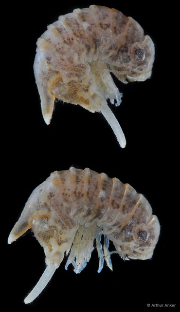Sphaeromatidae sp. "14"•&copy; Arthur Anker•All Rights Reserved