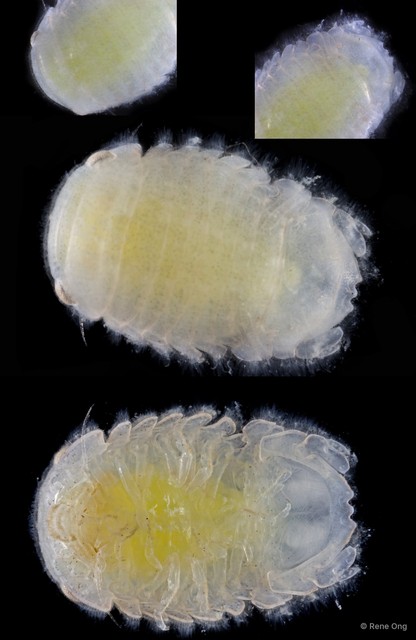 Sphaeromatidae sp. "21"•&copy; Rene Ong•All Rights Reserved