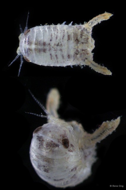 Sphaeromatidae sp. "3"•&copy; Rene Ong•All Rights Reserved