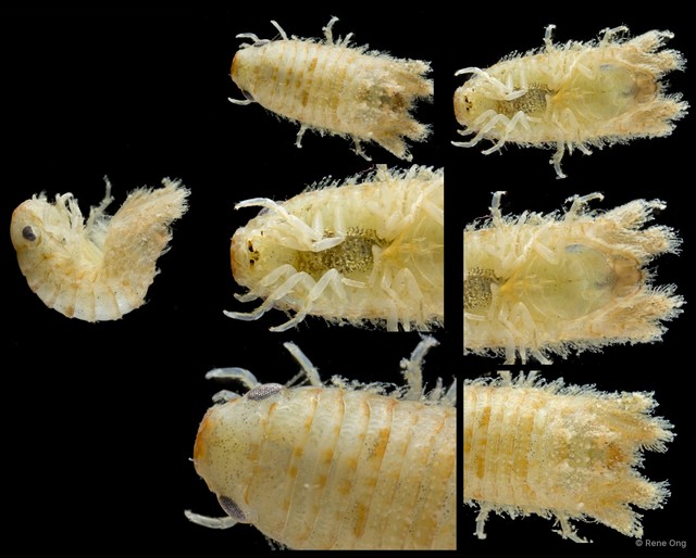 Sphaeromatidae sp. "30"•&copy; Rene Ong•All Rights Reserved