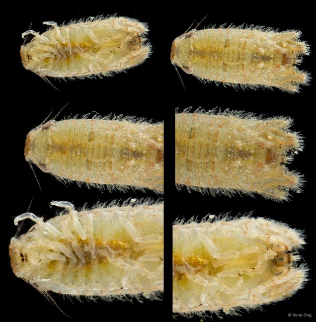 Sphaeromatidae sp. "34"•&copy; Rene Ong•All Rights Reserved