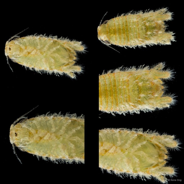 Sphaeromatidae sp. "35"•&copy; Rene Ong•All Rights Reserved