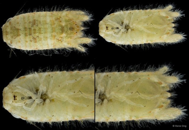 Sphaeromatidae sp. "40"•&copy; Rene Ong•All Rights Reserved