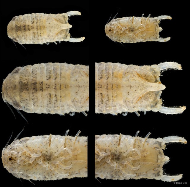 Sphaeromatidae sp. "44"•&copy; Rene Ong•All Rights Reserved