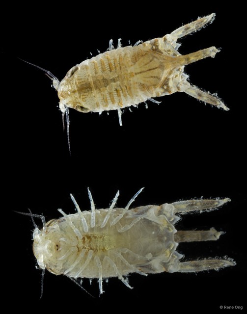 Sphaeromatidae sp. "47"•&copy; Rene Ong•All Rights Reserved