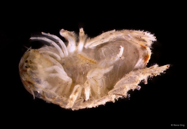 Sphaeroma sp. "cf. terebrans"•&copy; Rene Ong•All Rights Reserved