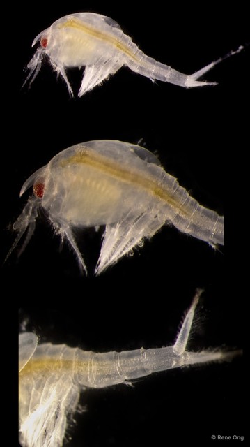 Leptostraca sp. "1"•&copy; Rene Ong•All Rights Reserved