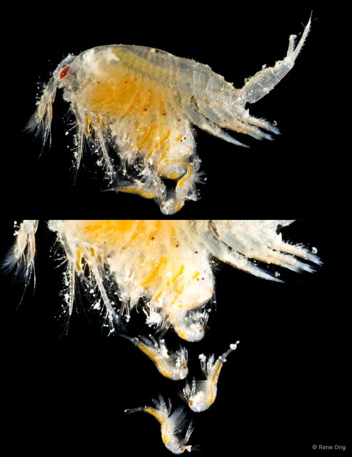 Leptostraca sp. "10"•&copy; Rene Ong•All Rights Reserved