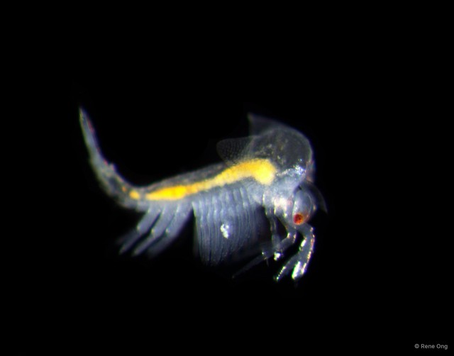 Leptostraca sp. "3"•&copy; Rene Ong•All Rights Reserved
