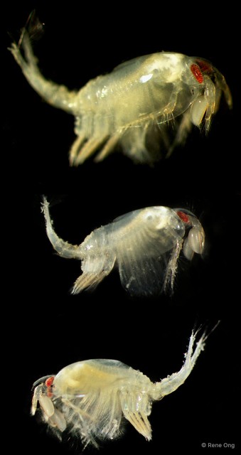 Leptostraca sp. "4"•&copy; Rene Ong•All Rights Reserved