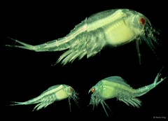 Leptostraca sp. "9"