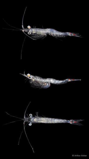 Mysida sp. "JS-2393"•&copy; Arthur Anker•All Rights Reserved