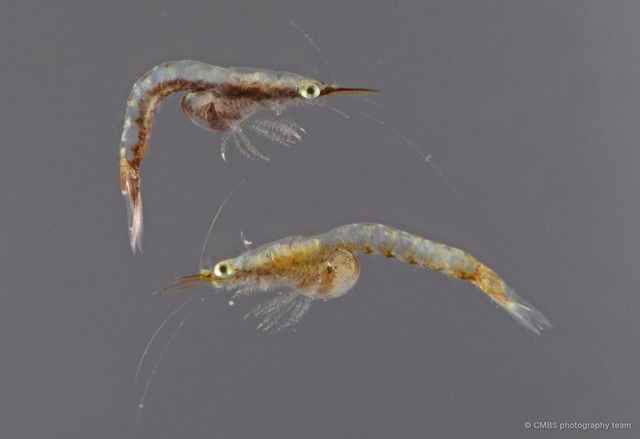 Mysida sp. "SS-3708"•&copy; CMBS photography team•All Rights Reserved