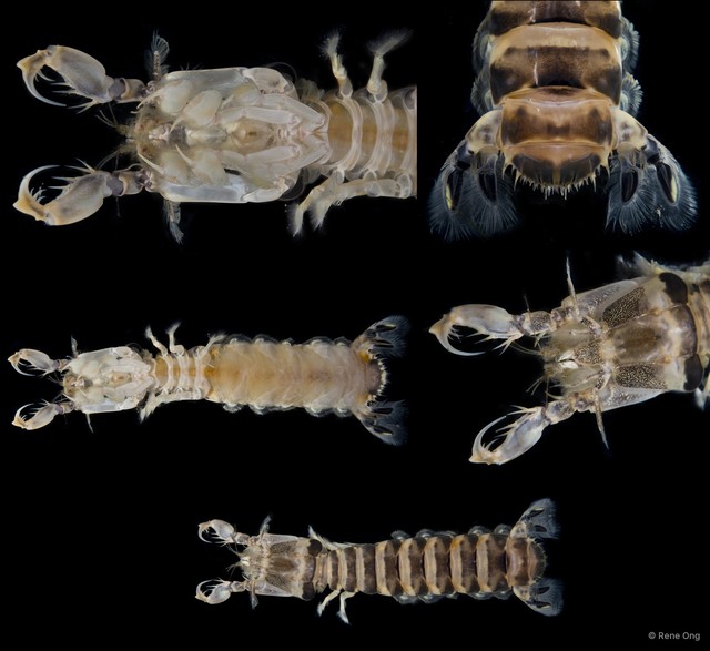 Stomatopoda sp. "Banded mantis shrimp 1"•&copy; Rene Ong•All Rights Reserved