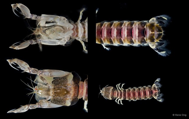 Stomatopoda sp. "Banded mantis shrimp 2"•&copy; Rene Ong•All Rights Reserved