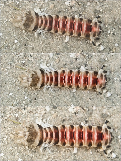 Stomatopoda sp. "Banded mantis shrimp"•&copy; Rene Ong•All Rights Reserved