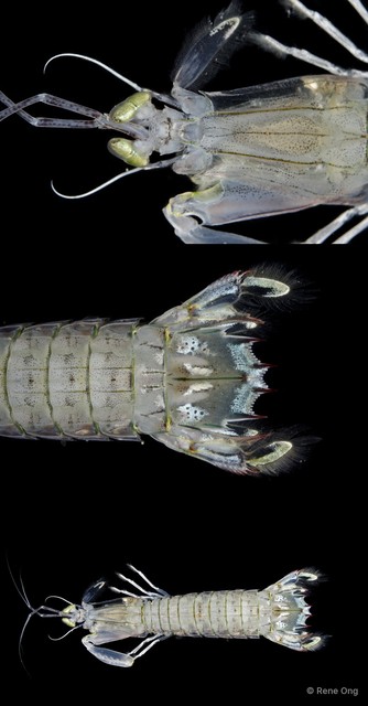 Stomatopoda sp. "Mantis shrimp 1"•&copy; Rene Ong•All Rights Reserved