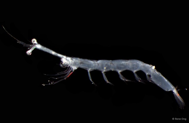 Stomatopoda sp. "Mantis shrimp 2 (larvae)"•&copy; Rene Ong•All Rights Reserved