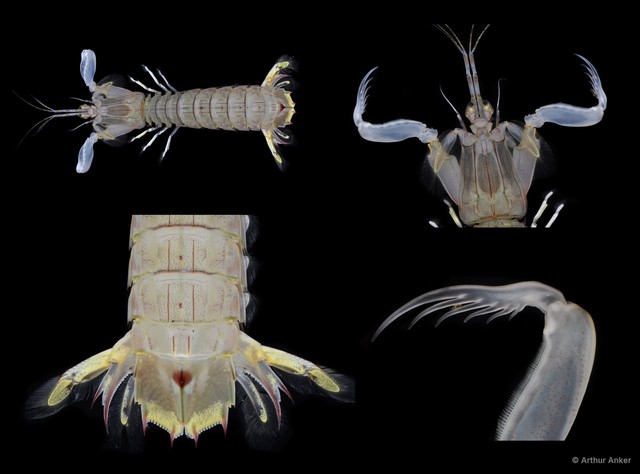 Stomatopoda sp. "Mantis shrimp 4"•&copy; Arthur Anker•All Rights Reserved
