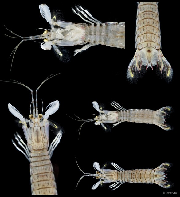 Stomatopoda sp. "Mantis shrimp 5"•&copy; Rene Ong•All Rights Reserved