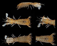 Stomatopoda sp. "Mantis shrimp 6"