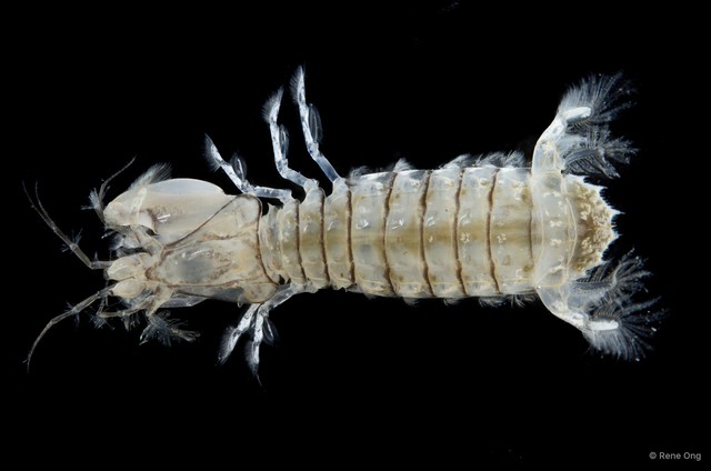 Stomatopoda sp. "Mantis shrimp 7"•&copy; Rene Ong•All Rights Reserved