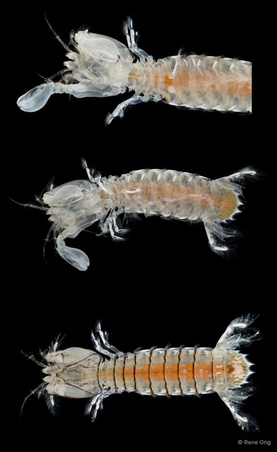 Stomatopoda sp. "Mantis shrimp 8"•&copy; Rene Ong•All Rights Reserved